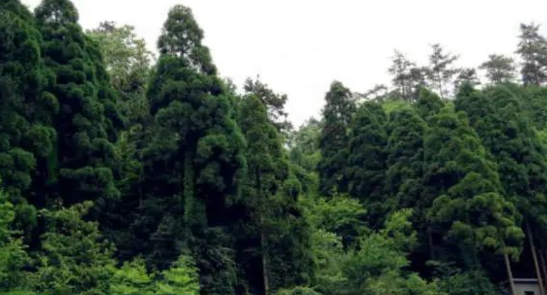 溫鐵軍：關(guān)于鄉(xiāng)村振興的10個最新觀點