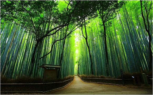 安吉縣人民政府關(guān)于加快推動(dòng)安吉縣竹產(chǎn)業(yè)振興發(fā)展的實(shí)施意見(jiàn)