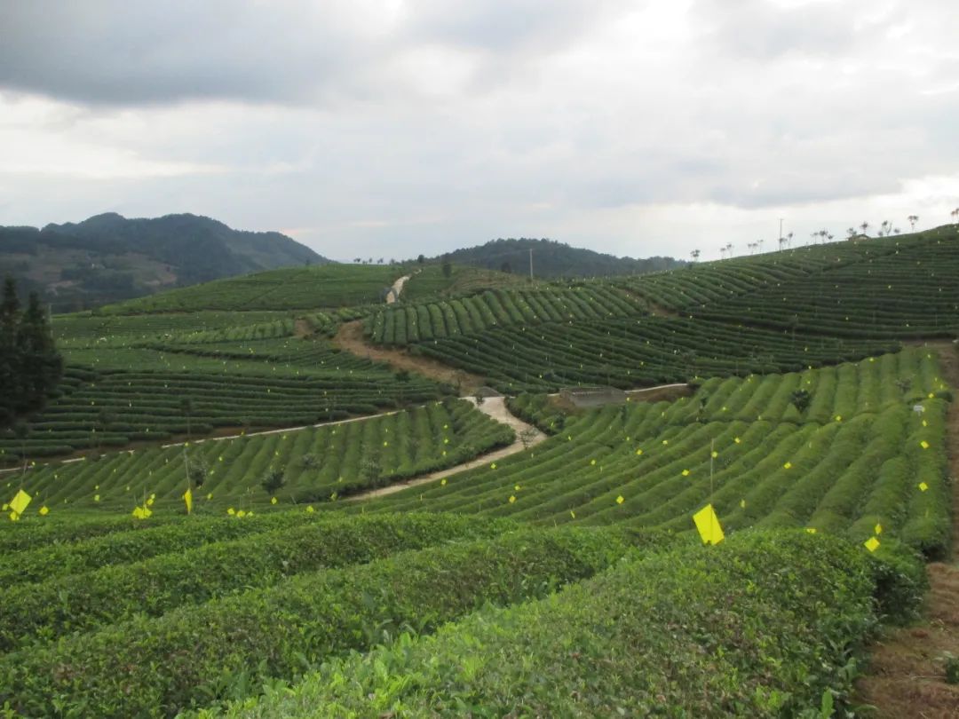 五部門發(fā)文！“光伏+農(nóng)業(yè)”，優(yōu)先考慮