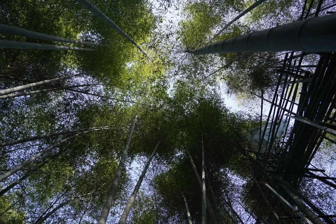 科技助力，讓安吉百萬(wàn)畝的毛竹林變成綠色銀行