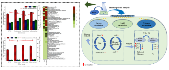 浙江農(nóng)林大學(xué)農(nóng)村環(huán)境研究所研發(fā)團(tuán)隊在環(huán)境微生物EEM菌種資源研發(fā)與應(yīng)用方面取得重要進(jìn)展