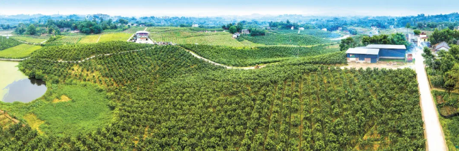 重慶市建設深化集體林權(quán)制度改革先行區(qū)新舉措