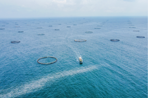 廣東出臺全國首個海洋漁業(yè)全產(chǎn)業(yè)發(fā)展規(guī)劃，建設(shè)“藍色糧倉”