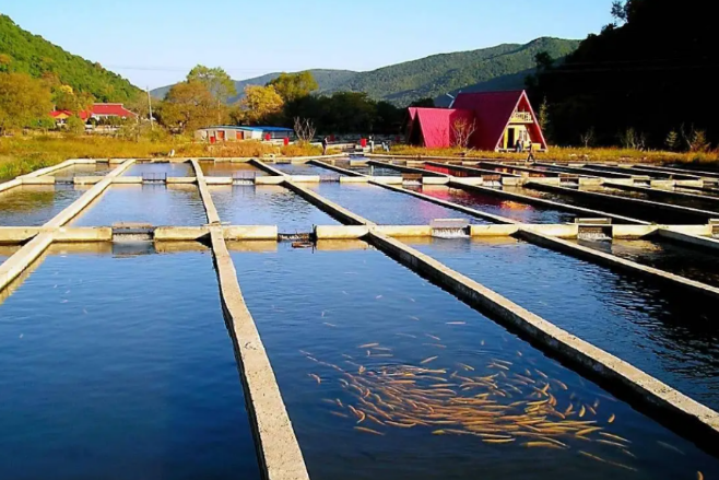 鄉(xiāng)村振興戰(zhàn)略下，水產(chǎn)行業(yè)的方向和機會在哪里?